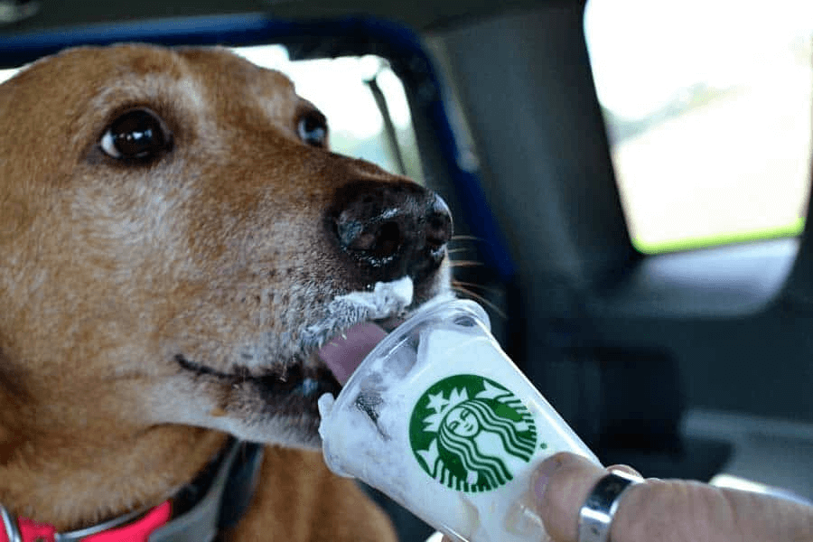 Does Starbucks Sell Puppuccino Starbmag