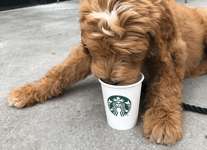Does Starbucks Sell Puppuccino Starbmag