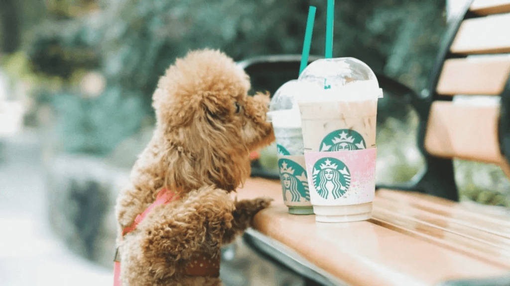 Starbucks Secret Menu: Puppuccino - starbmag